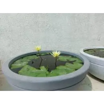 7a-lotus plant-5306535-78610.webp